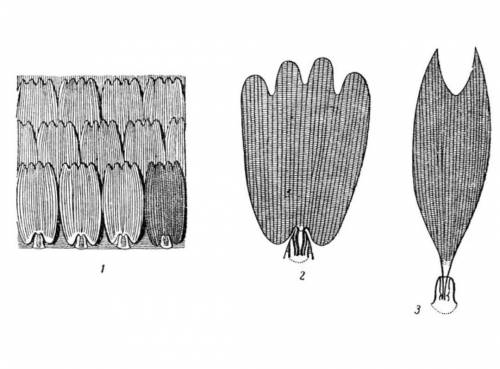 найти, такую, качественную картинку​. Это форма лусок насекомых