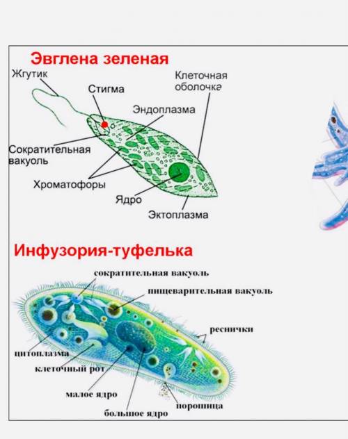 4. На рисунке изображена инфузория туфелька, определите какие части клетки изображен под цифрой 4 и