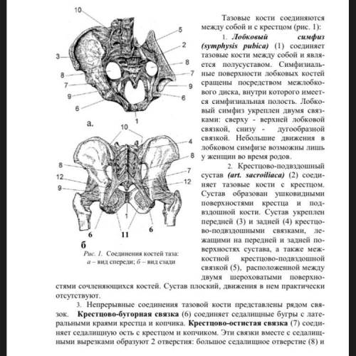 Типы соединения костей у скелета верхних конечностей (плечевой пояс, конечности) и у скелета нижних