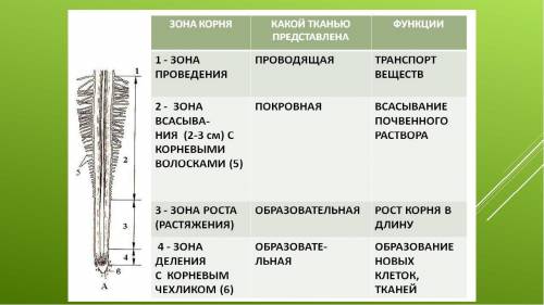 Функции зон корня по биологии ​