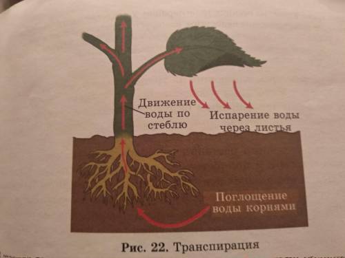 1. Объясните, чем внешние факторы, влияющие на транспирацию, отличаются от внутренних. 2. Опишите ви