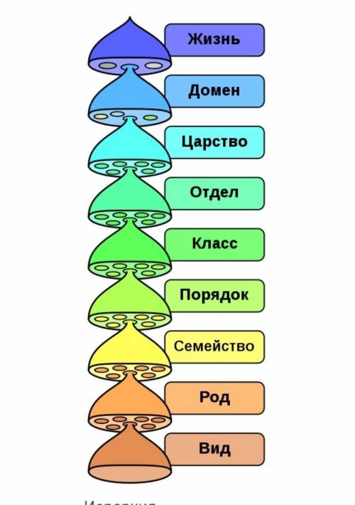 Перечислите систематические категории растений, их характерные особенности.​