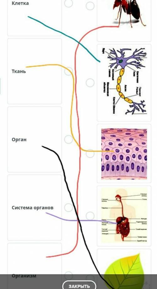 Установите соответствие между рисунками понятие данными ниже клетка ткань орган система органов орга