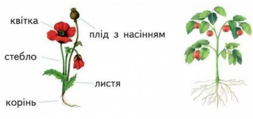 1. Усі приголосні в словах дзвінкі в рядку: А троянда, човен, сльози, будинок;Б квітка, сонце, зірка