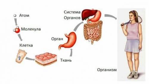 5. Төмендегі суретте 4 және 6 сандарымен не белгіленгенін атаңыз