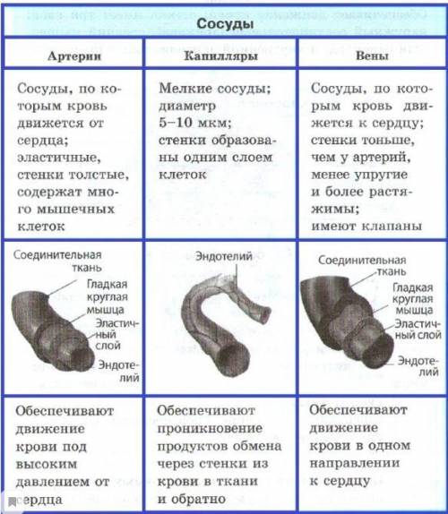 Конспект по биологии восьмой класс тема: движение крови по сосудам регуляция кровоснабжения