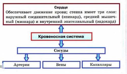 Конспект по биологии восьмой класс тема: движение крови по сосудам регуляция кровоснабжения