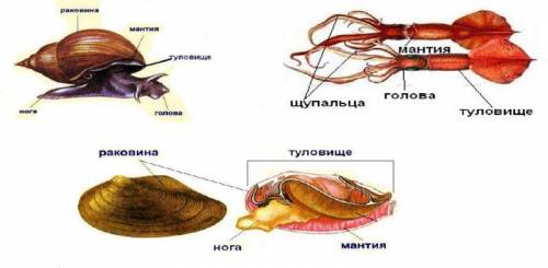 Які особливості зовнішньої будови молюски ​