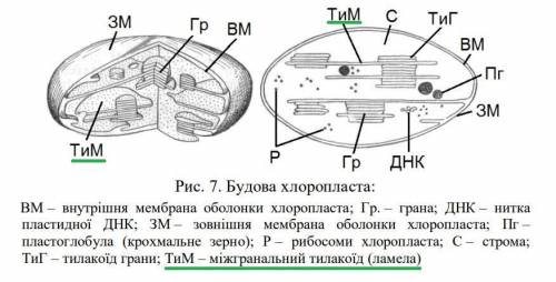 Вирости внутрішньої мембрани мітохондрій — це: ОА граниОБ кристиО OВ тилакоїдиОГламели​