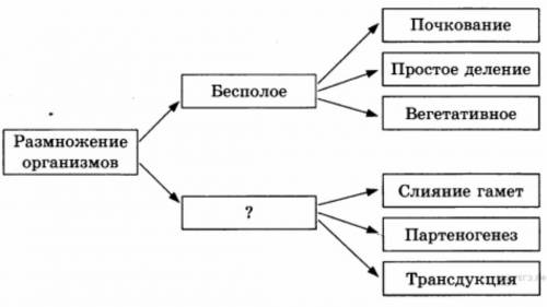 НАПИСАТЬ Схема Розмноження одноклітинних організмів