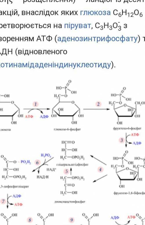 Сколько молекул АТФ будет синтезировано в клетках эукариот в подготовительном этапе энергетического