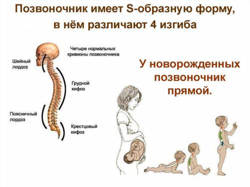 Объясните значение 4 изгибов позвоночника для человека​