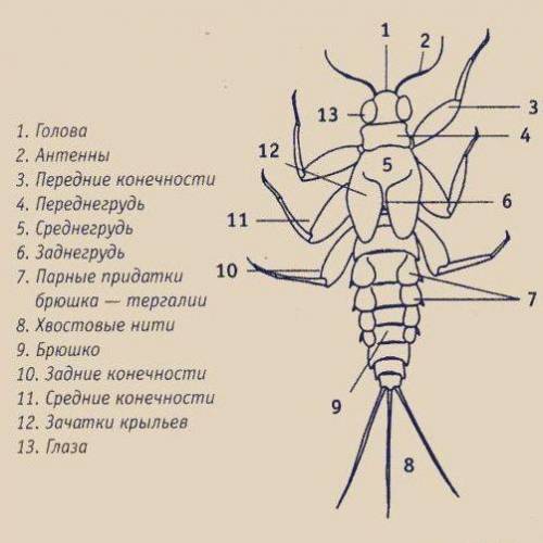 Внутренее строение уховетрки