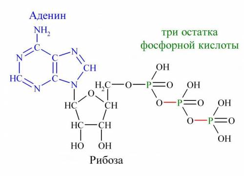 Где сосредоточены макроэргические связи в молекуле АТФ ​