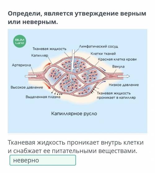 Определи, является утверждение верным или неверным. Тканевая жидкость проникает внутрь клетки и снаб