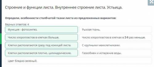 Назад СТРОЕНИЕ И ФУНКЦИИ ЛИСТА. ВНУТРЕННЕЕ СТРОЕНИЕ ЛИСТА. УСТЬИЦА.УРОКВИДЕОКОНФЕРЕНЦИЯОткрыть чатСт