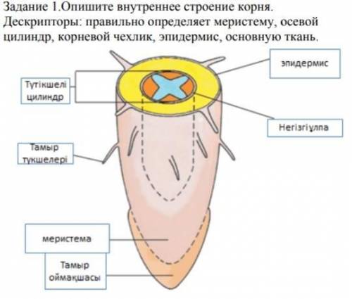 Задание 1.Опишите внутреннее строение корня. Дескрипторы: правильно определяет меристему, осевой цил