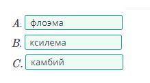 На рисунке показан поперечный срез стебля под микроскопом. Определи структуры А, В, С.