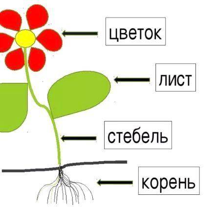 Зарисовать растение подписать его части