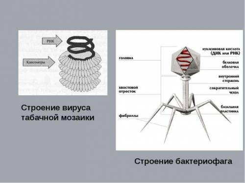 Сравнения строение вируса табачной мозаики и бактериофага