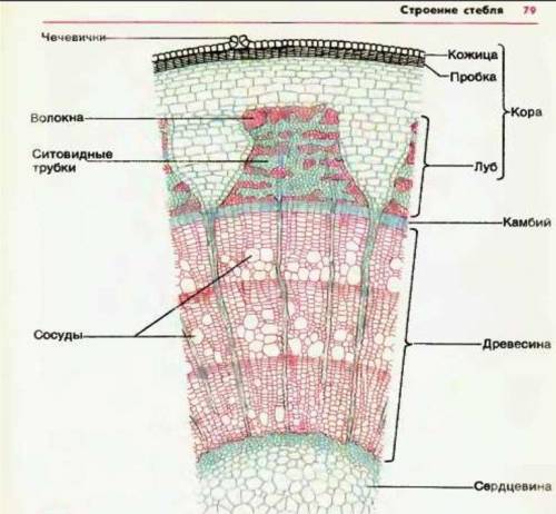 Лабораторная работа номер 4 цель: Исследовать внутренние строение древесного стебля Оборудование:Рис