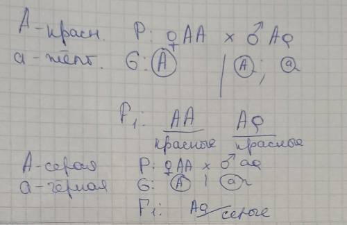 У томатов красная окраска плода доминирует над желтой. Переопылили два растения с красной окраской п