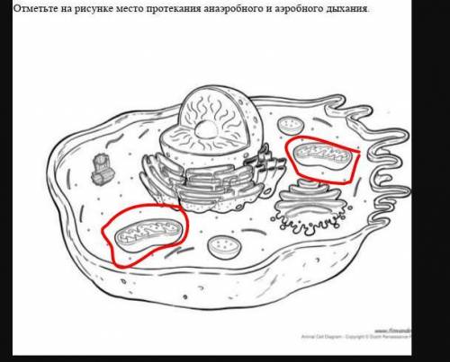 с биологией и если не сложно начертите на листочке и отправьте ​