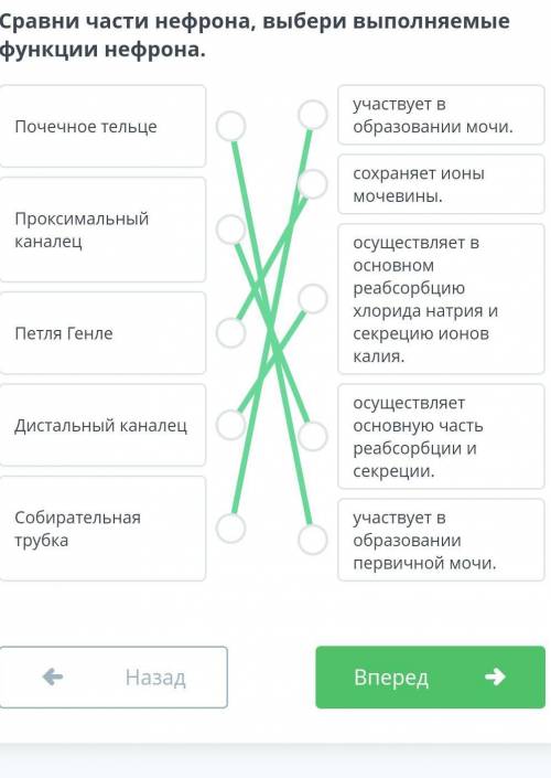 Сравни части нефрона, выбери выполняемые функции нефрона онлайн мектеп