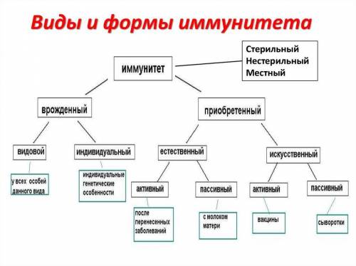 Составьте кластер на тему ИММУНИТЕТ виды Иммунитета