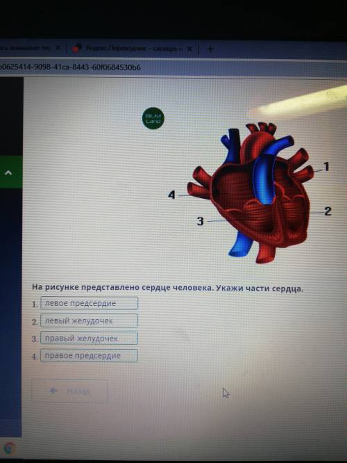 На рисунке представлена сердце человека укажи части сердца​