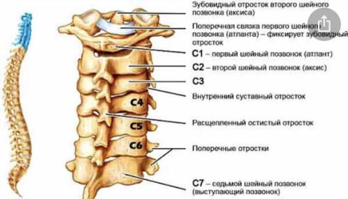 Рассмотрите внешнее строение грудного позвонка найдите его основные части зарисуйте позвонок в тетра