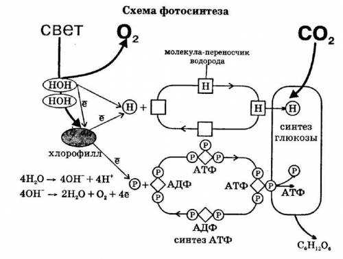 1. Напишите общую схему фотосинтеза.​