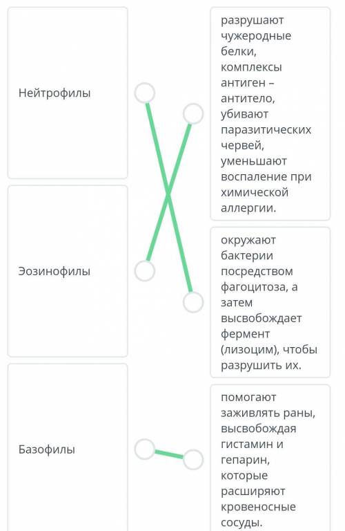 Типы лейкоцитов и их функции. Действие Т- и В-лимфоцитов Установи соответствие между типами гранулоц