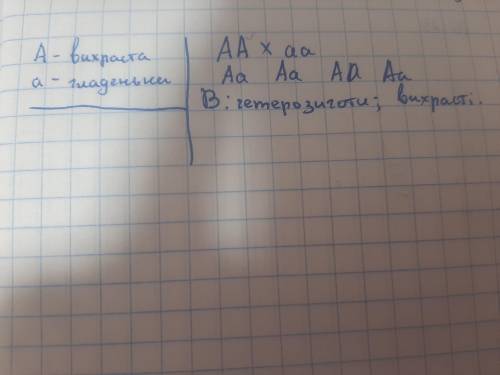 У морських свинок вихраста шерсть (А) домінує над гладенькою (а). Гомозиготна вихраста свинка схреще