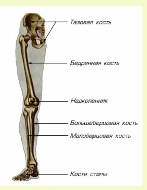 ￼из каких костей посторонний пояс нижней конечности и сама конечность