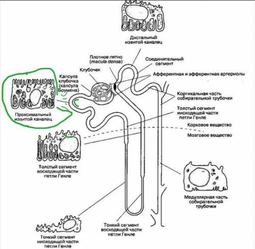 Проксимальный извитой каналец, какие функции выполняет? ​