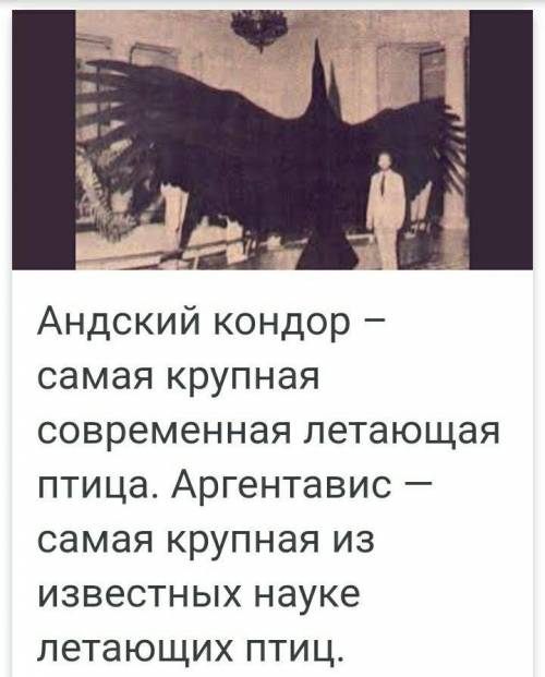 Самая большая современная птица​