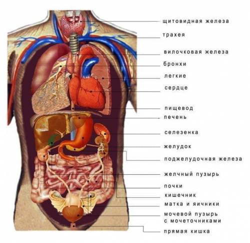 СОР. Задание 1 рассмотри иллюстрацию. напиши название внутренних органов человка по естествознание​
