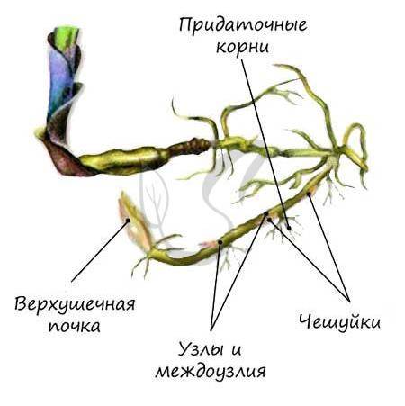 Отметь рисунок, на котором изображён видоизменённый побегкорневище.​