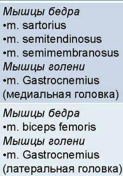 Укажите мышцы противоположно действующие на коленный сустав