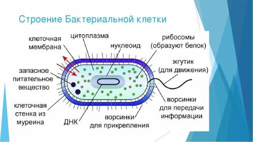 Строение бактериальной клетки