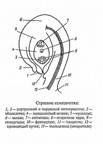 Выписать строение и функции отдельных частей цветка:чашечка,венчик,тычинка,пестик,семязачаток​