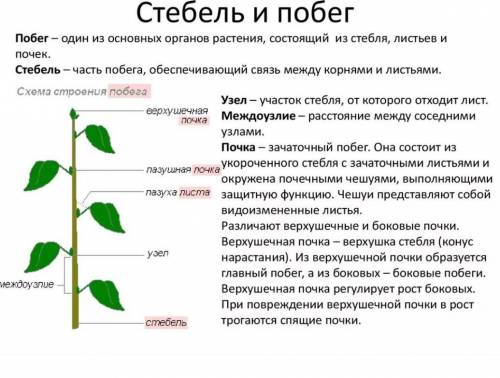 1.Побеги,которые могут возникать на корнях,листьях или в необычном положение на стебле считают2. Кор