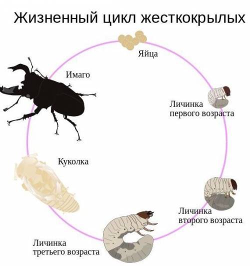 Составьте схему развития насекомых с полным метаморфозом Приведите три примера