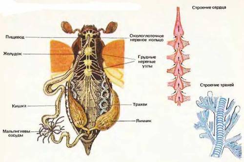 В чём различие дыхательной системы у майского жука и речного рака.