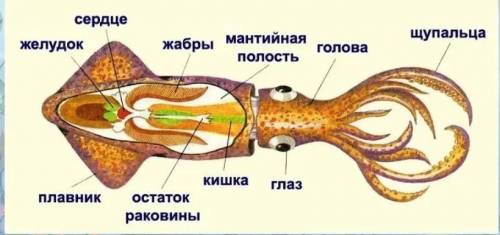 Обзор раковина головоногих​