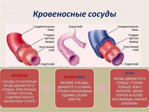 Определите структуры кровеносных сосудов под указанными цифрами. 1___2___3___4___5___6___7___8___​