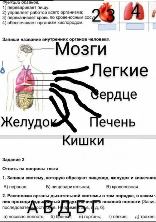 у меня СОР! В 1 задании надо определить ФУНКЦИИ ОРГАНОВ.и записать название внутренних органы челове