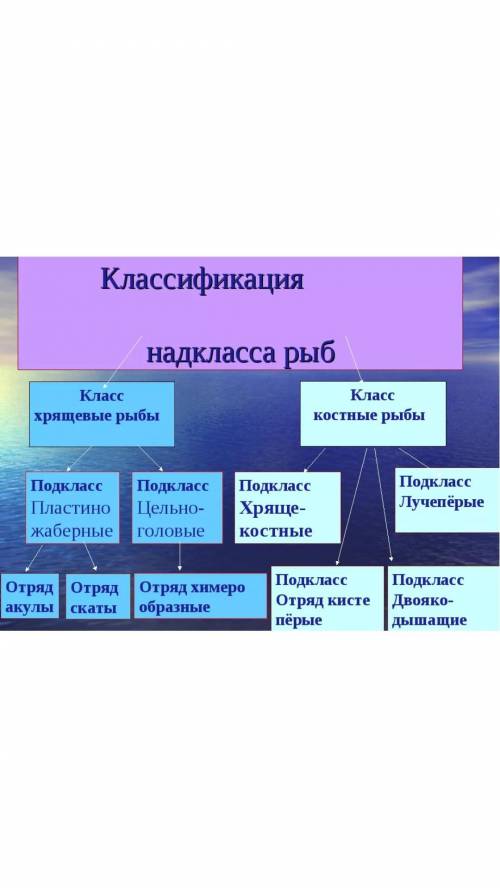 ))) НУЖНО СОСТАВИТЬ СХЕМУ КЛАССИФИКАЦИИ РЫБ ​.