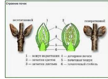 Нарисуйте в тетради вегетативную и генеративную почку